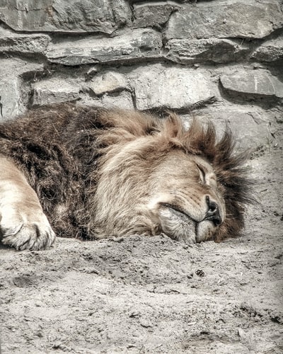 狮子躺在灰棕壤白天
